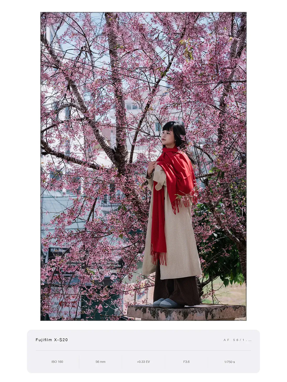 Ảnh toàn thân dưới cây hoa anh đào đang nở, người mẫu quàng khăn đỏ, chụp bằng Fujifilm X-S20