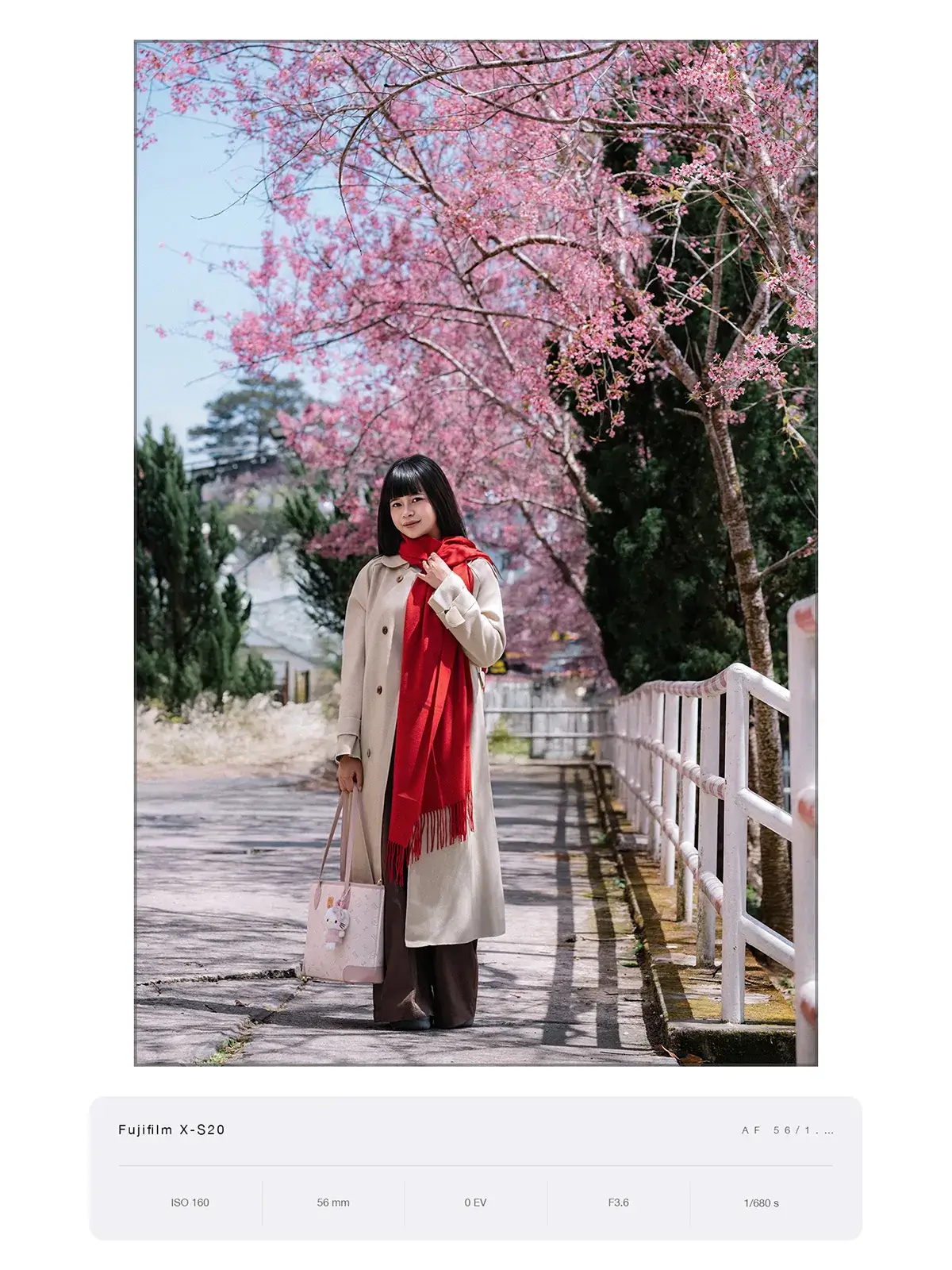 Cô gái đứng trên lối đi cạnh hàng rào gỗ trắng và cây hoa anh đào, chụp bằng Fujifilm X-S20